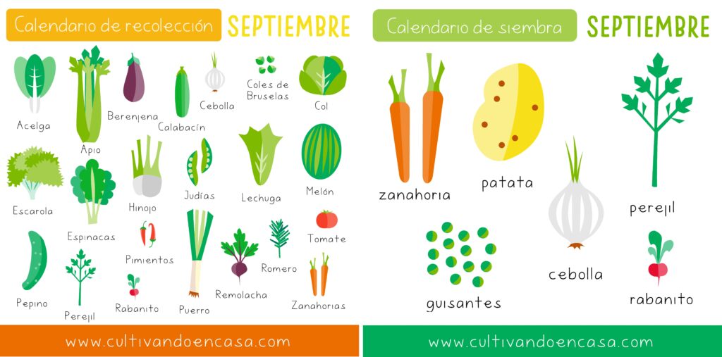 Calendario de siembra y recolección septiembre huerto