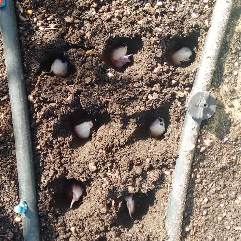 Entierra los dientes de ajo a unos 5 cms