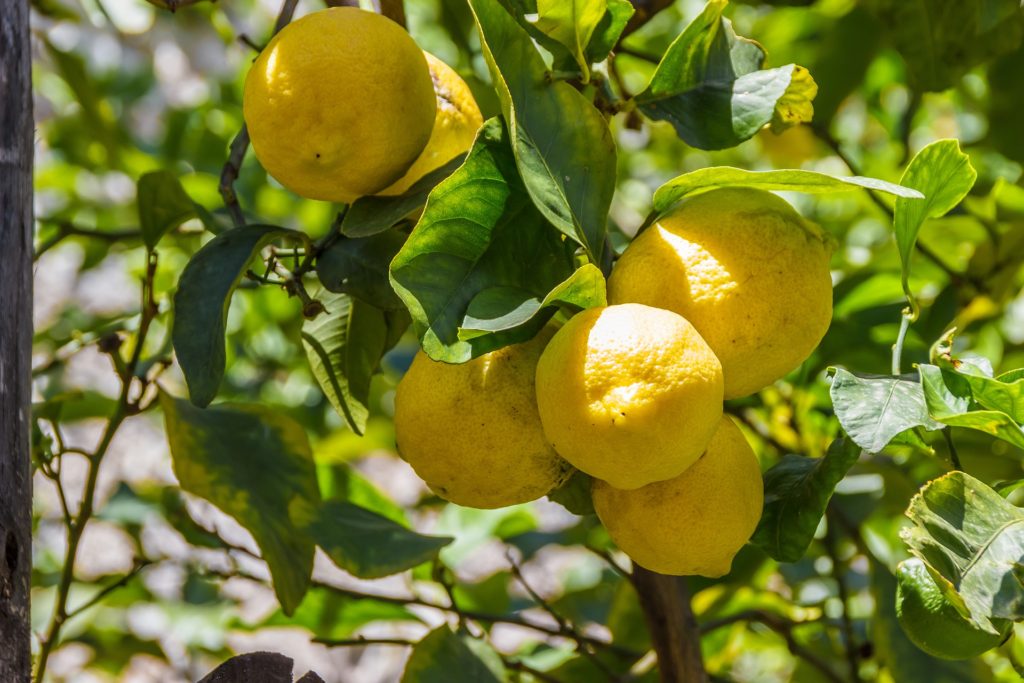 Limones