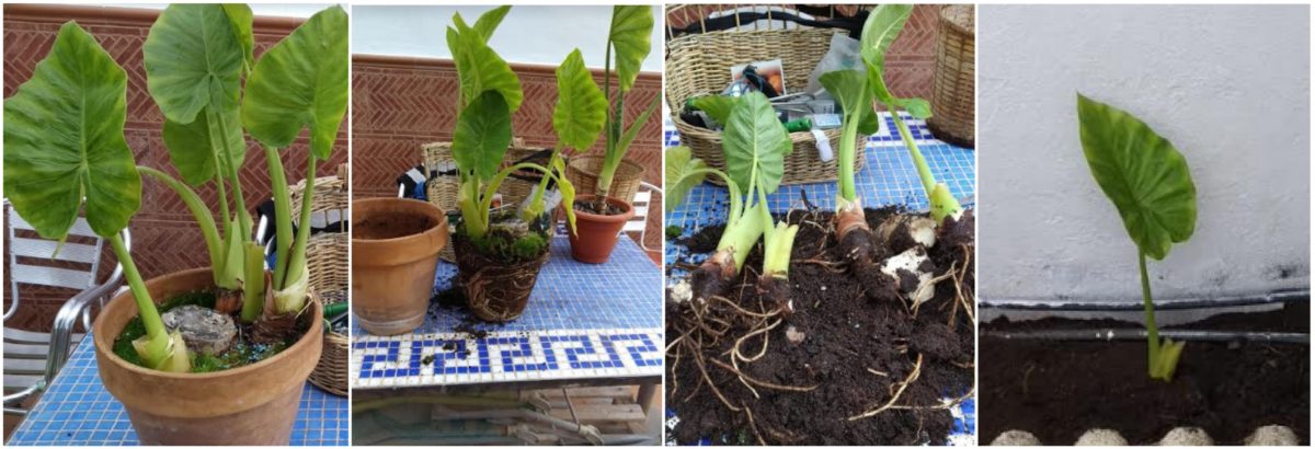 Cómo reproducir vegetativamente plantas que tenemos en casa, ¡sin semillas!