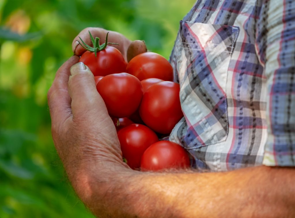 Cosecha de tomates