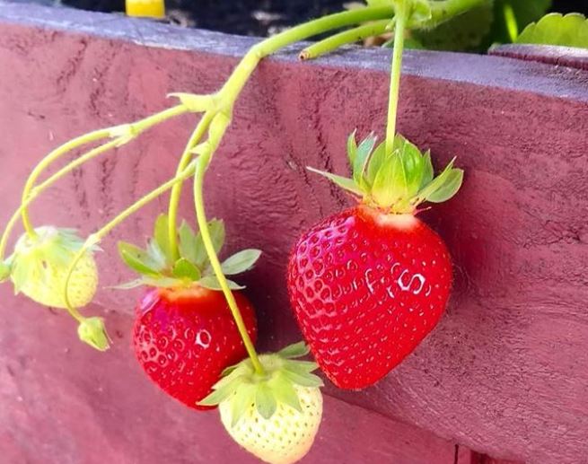 Fresas en el huerto