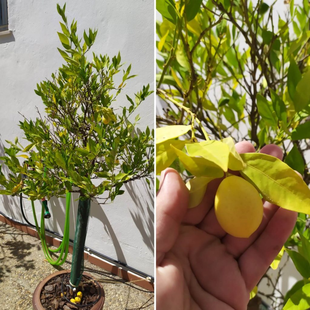 Árboles frutales en maceta: cuidados y trucos