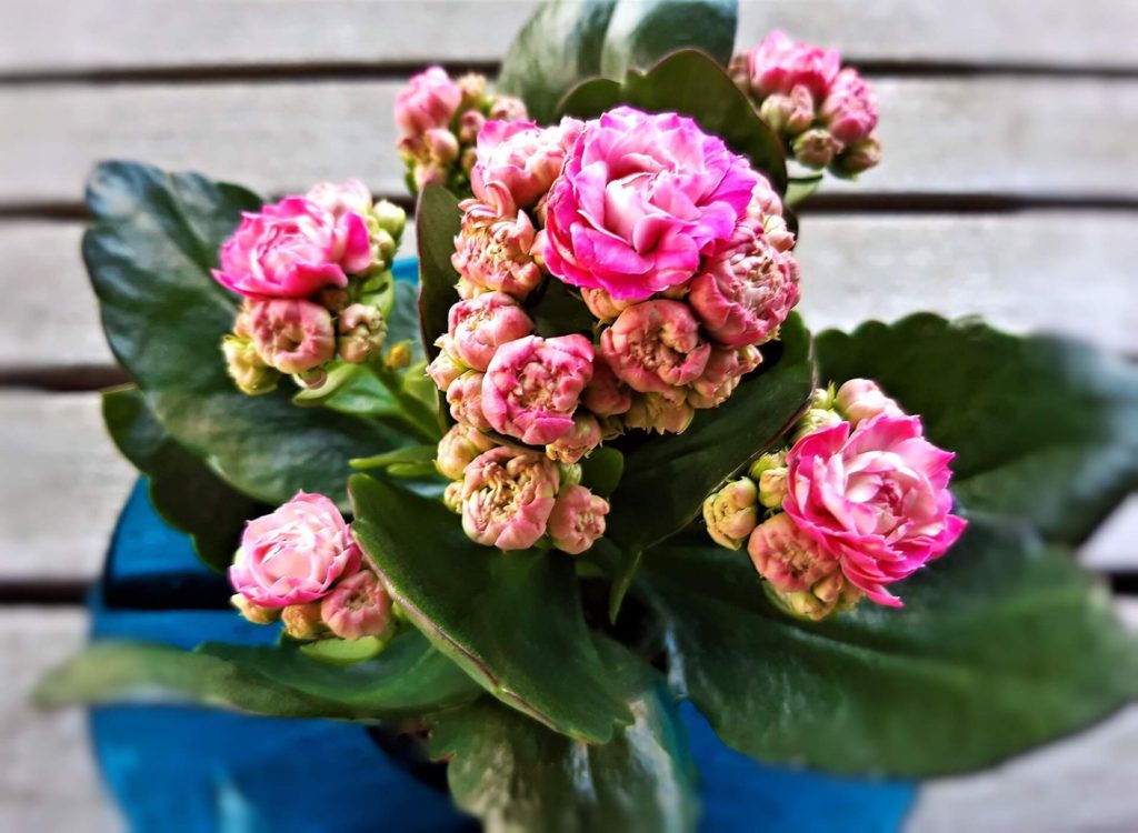 Kalanchoe