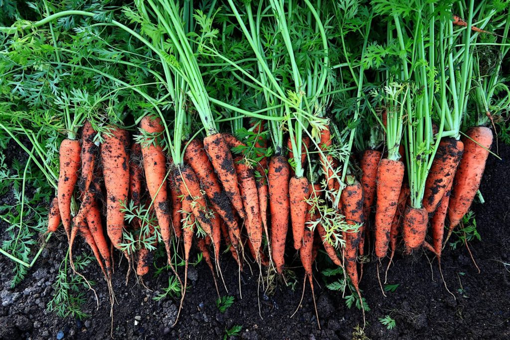 Cómo cultivar zanahorias