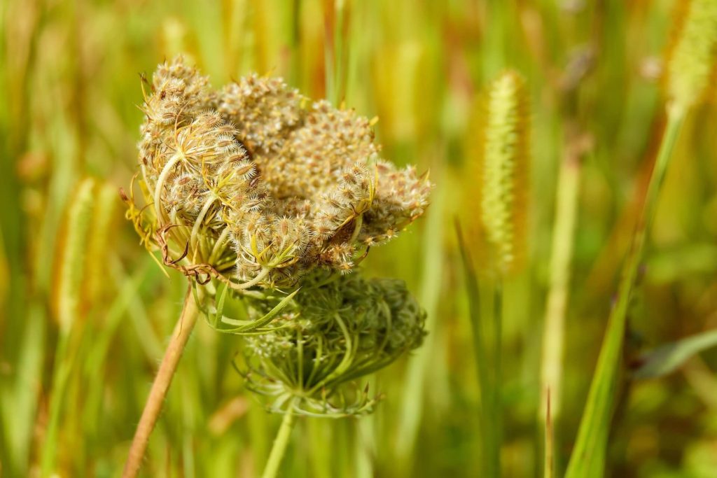 flor de zanahoria salvaje