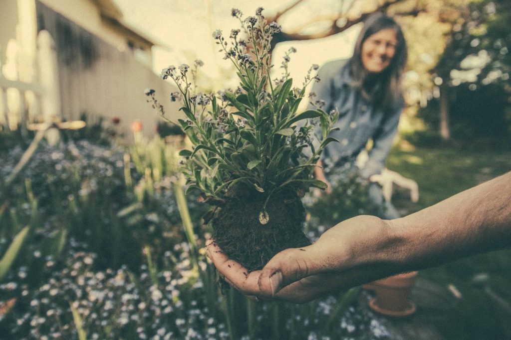 Huerto terapia felicidad plantas