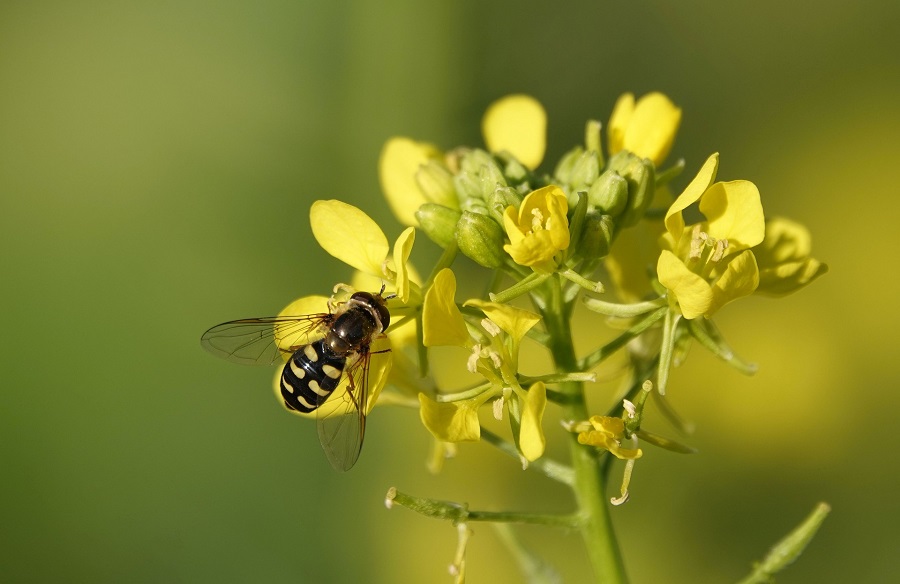 Flor de la mostaza