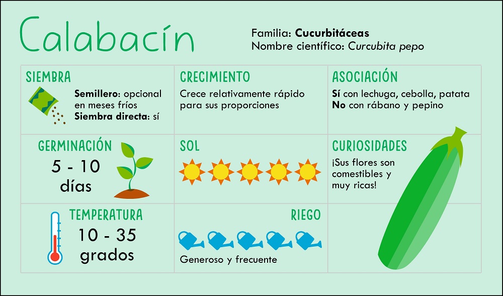 Ficha de cultivo del calabacín