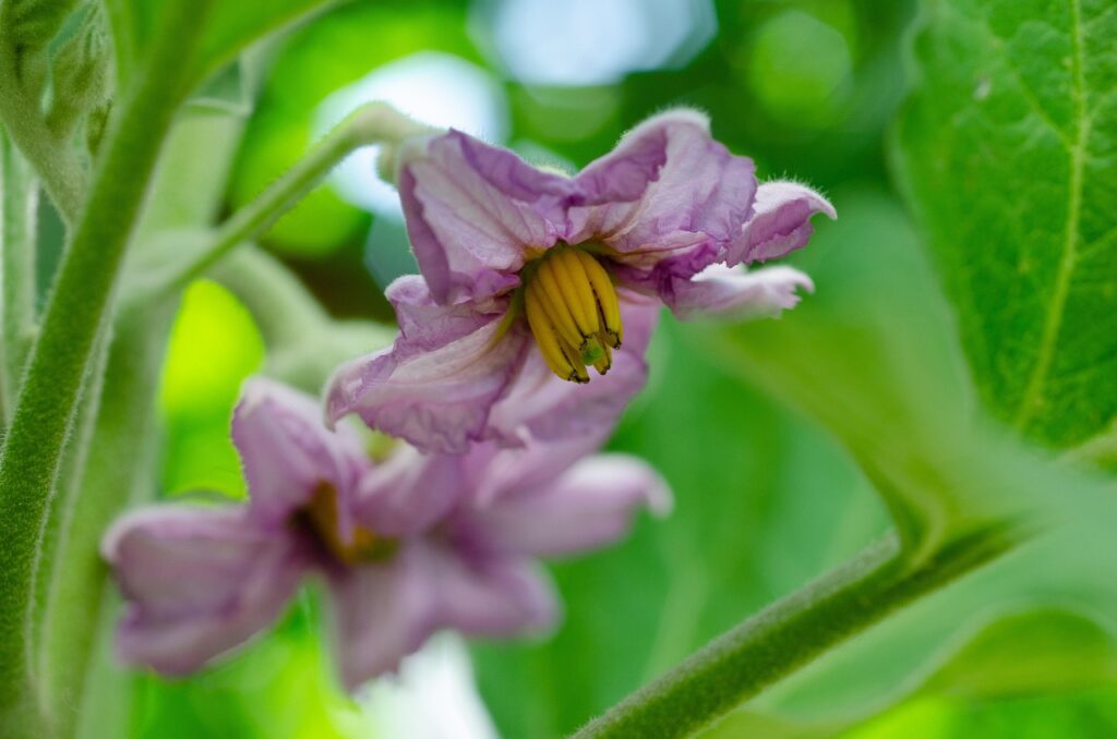 Flor de la berenjena