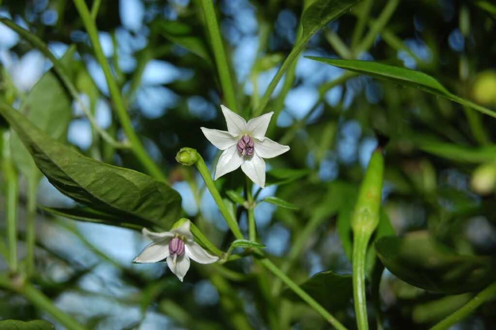 Pimientos en flor