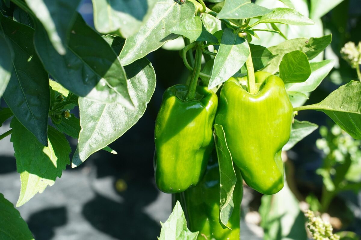 Pimientos verdes en el huerto