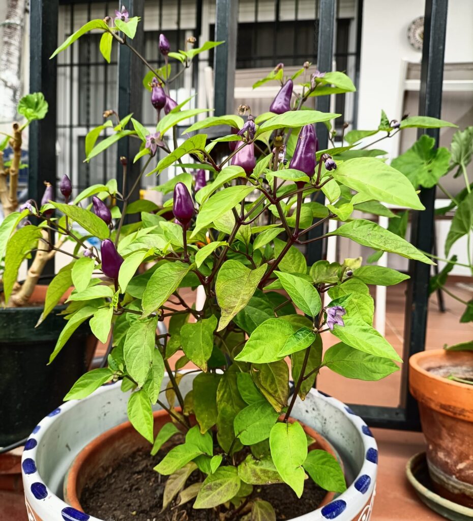 Pimientos morados