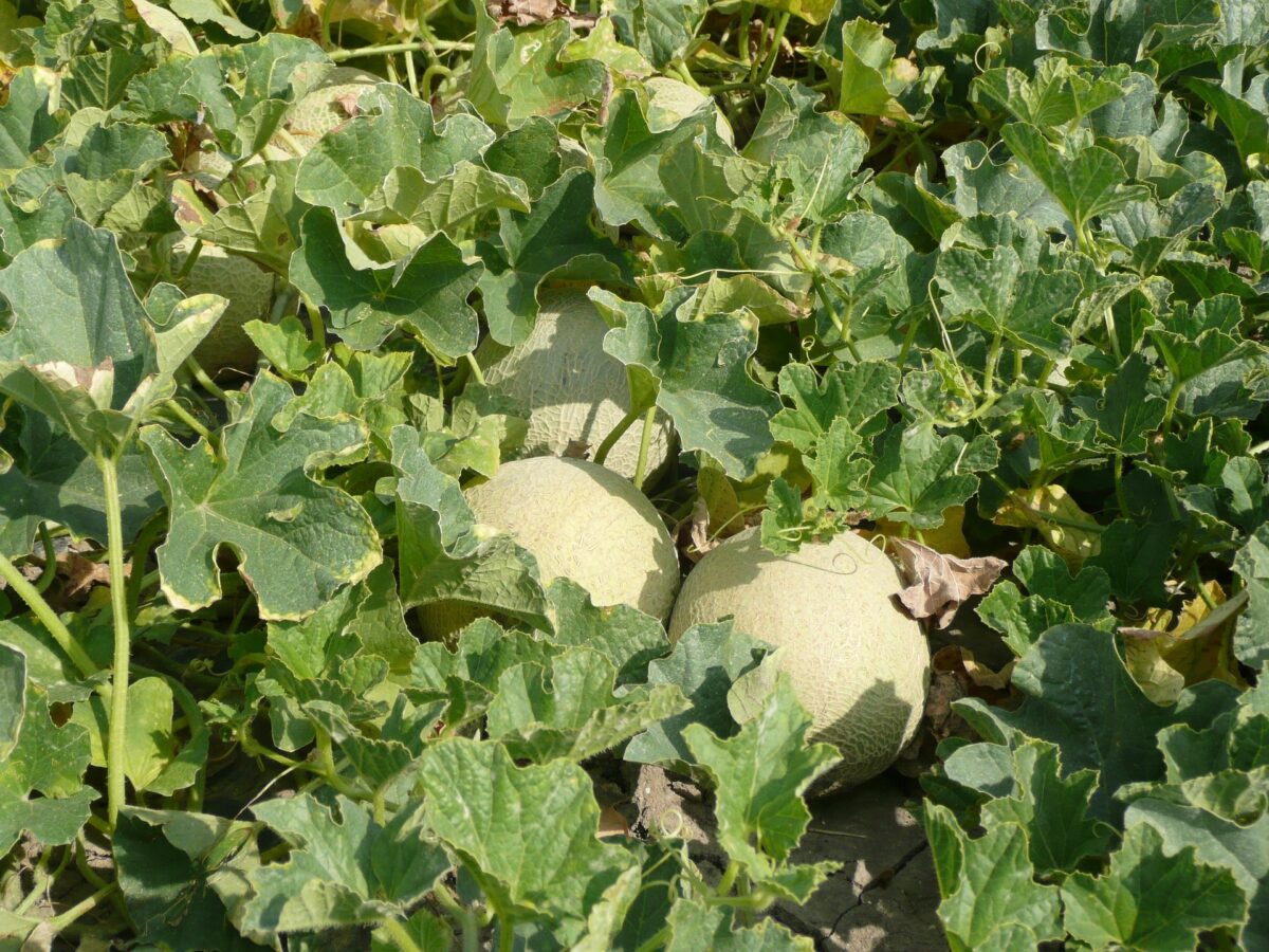 Especial melón: cultiva esta deliciosa fruta en tu huerto